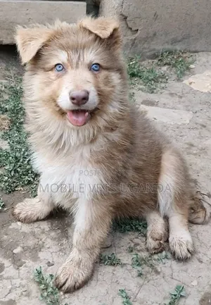1-3 months Female Purebred Siberian Husky