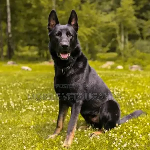 1+ year Female Purebred German Shepherd
