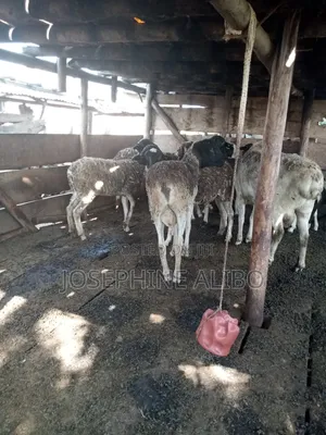 Agape Farmers Group