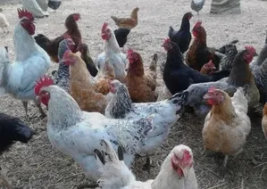 Healthy Kroiler Chicken for Sale