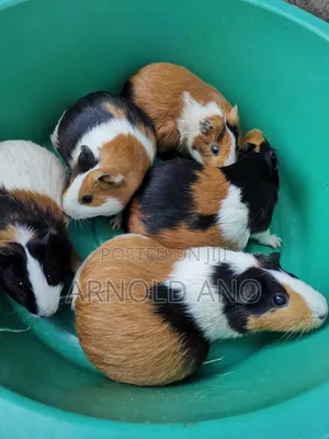 Guinea Pigs
