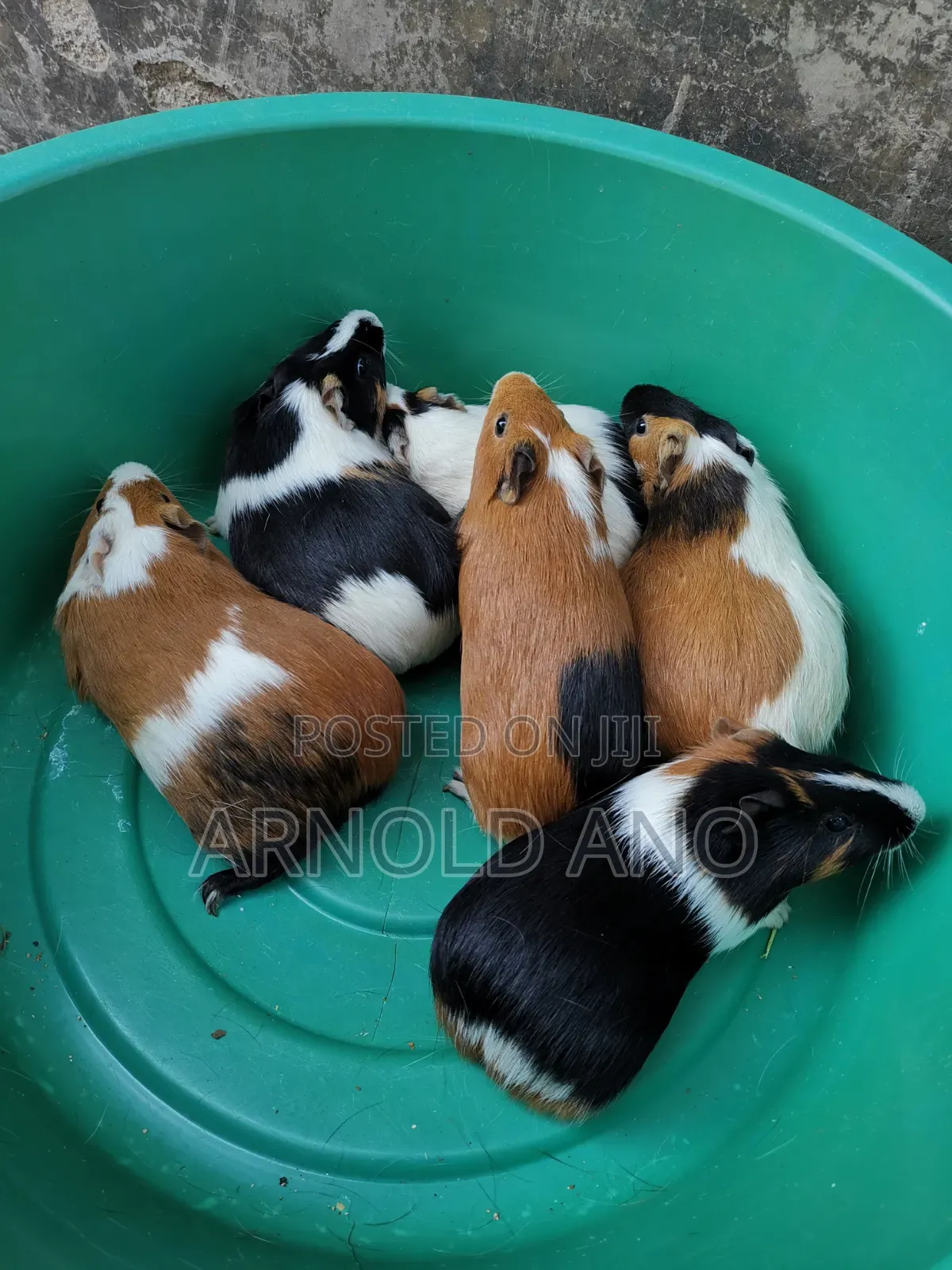 Guinea Pigs