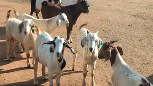 75% Crossed Savannah Kalahari and Boer Bucks