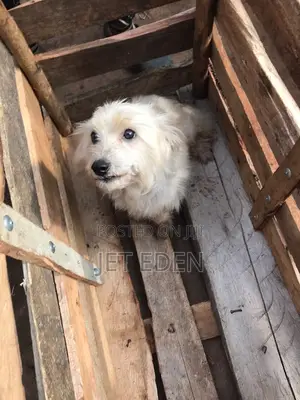 6-12 months Female Purebred Maltese