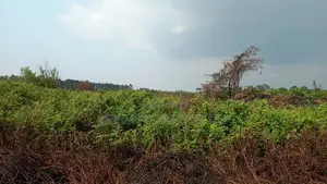 49 Acres in Gayaza Busika, Janda Village at 18M Per Acre