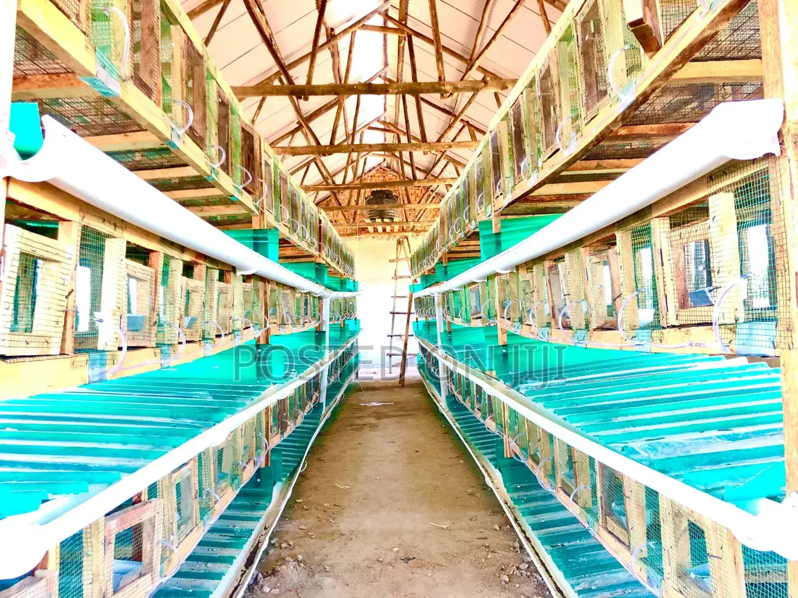 Rabbit Cages
