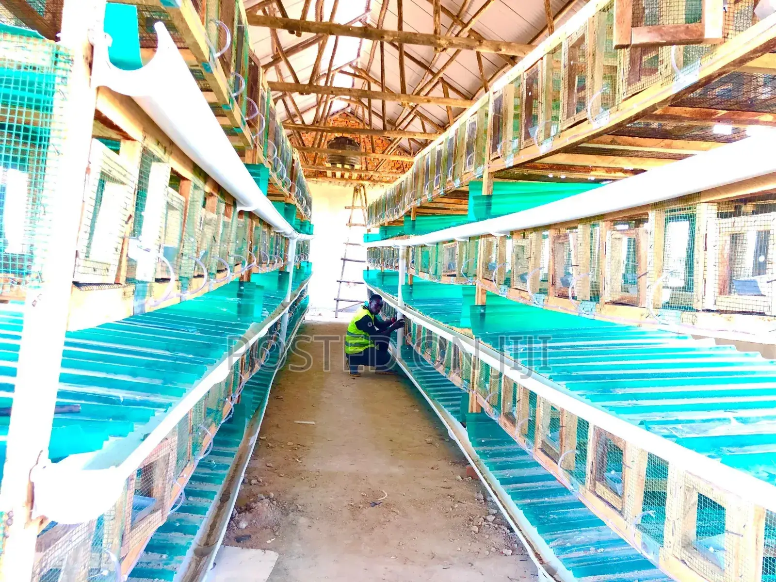 Rabbit Cages