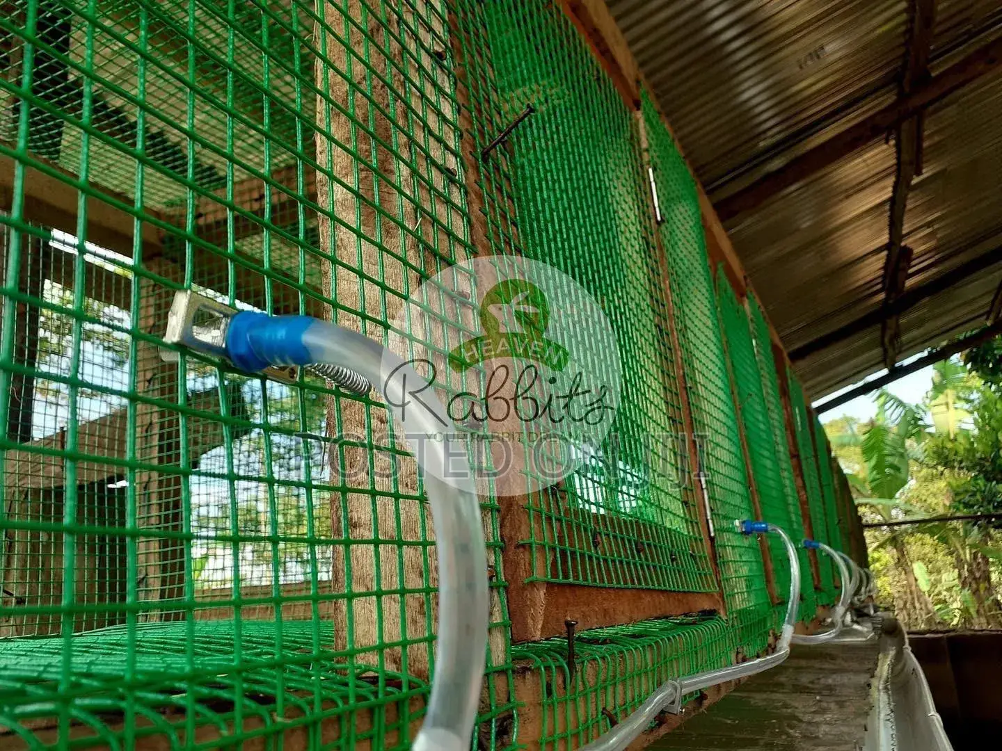 Rabbit Cages