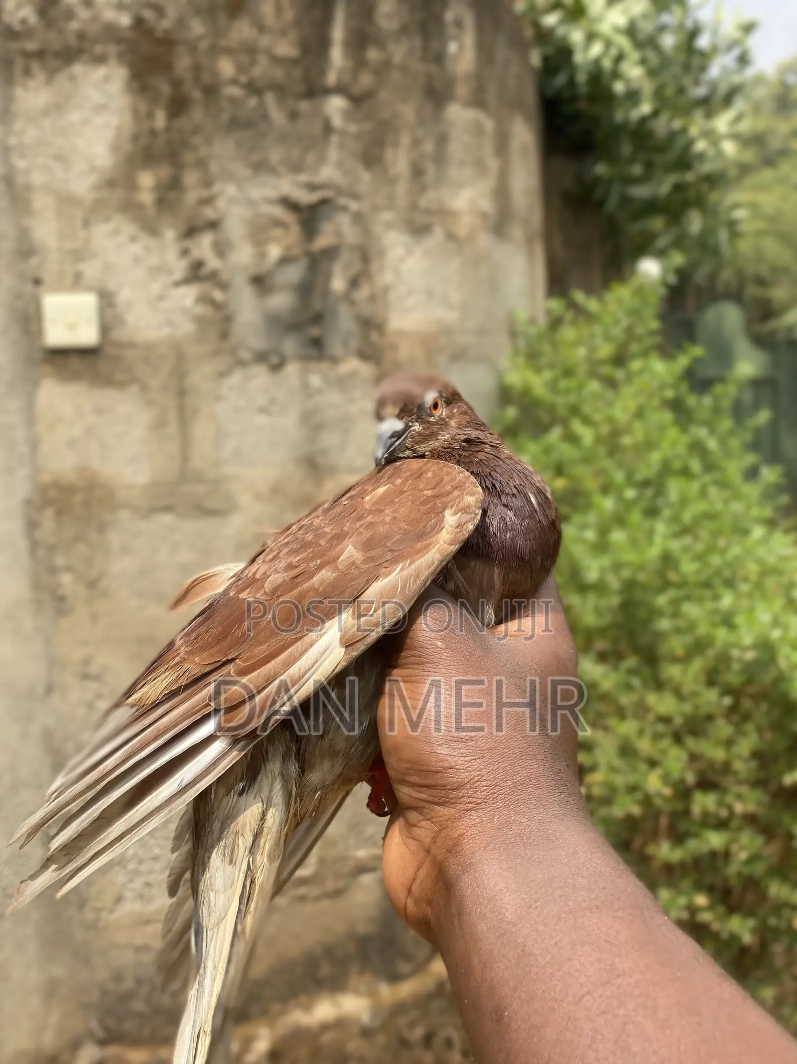 Pigeons in Uganda
