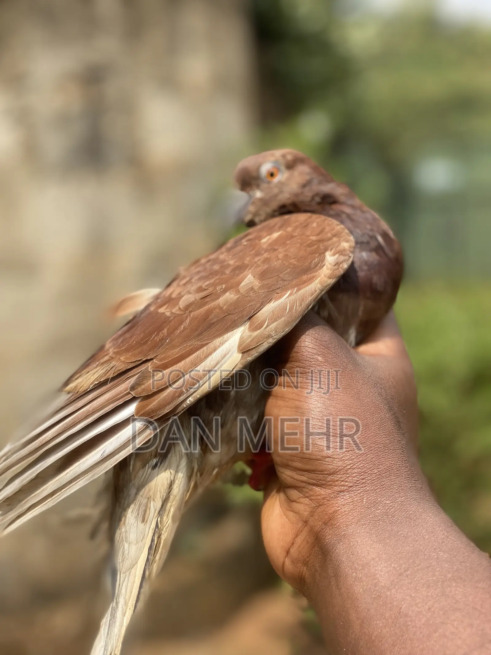 Pigeons in Uganda
