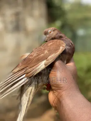 Pigeons in Uganda