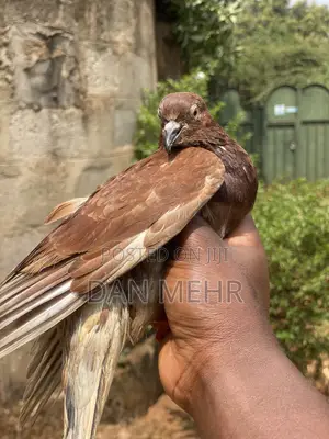 Pigeons in Uganda