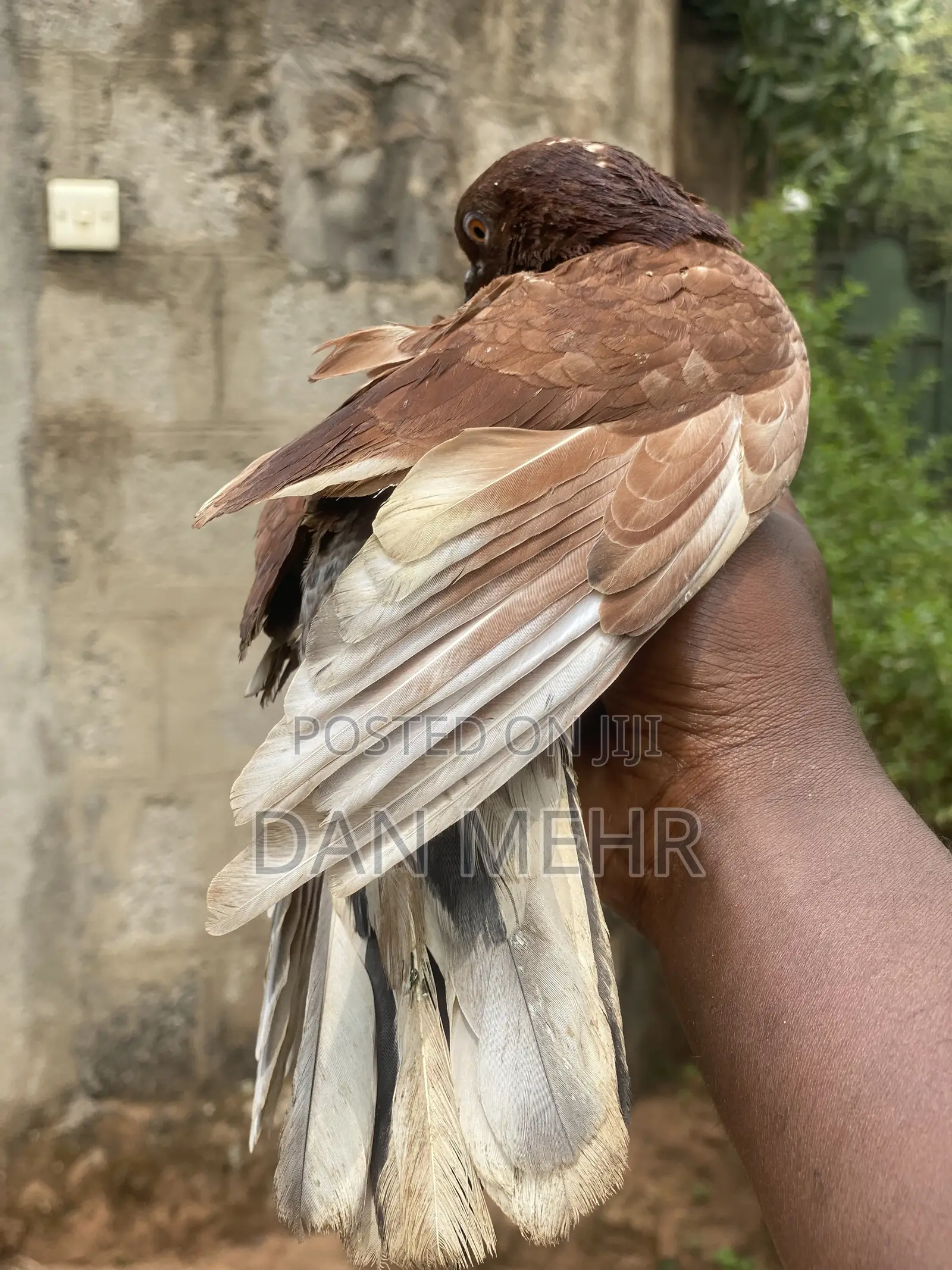 Pigeons in Uganda