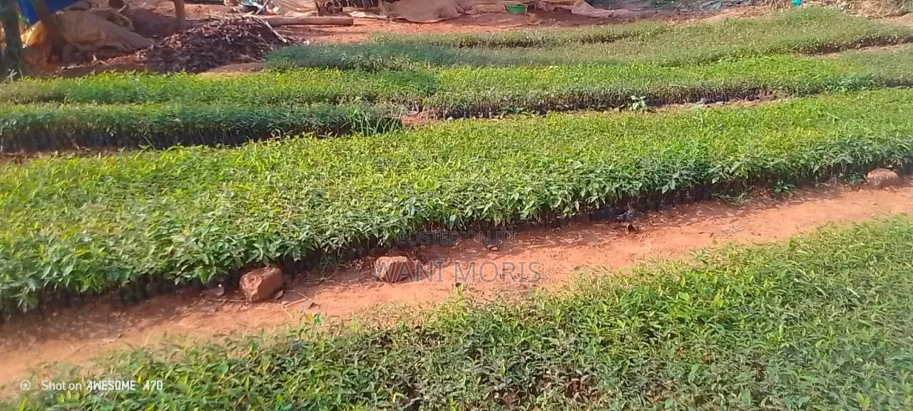 Emittii Bugaga
