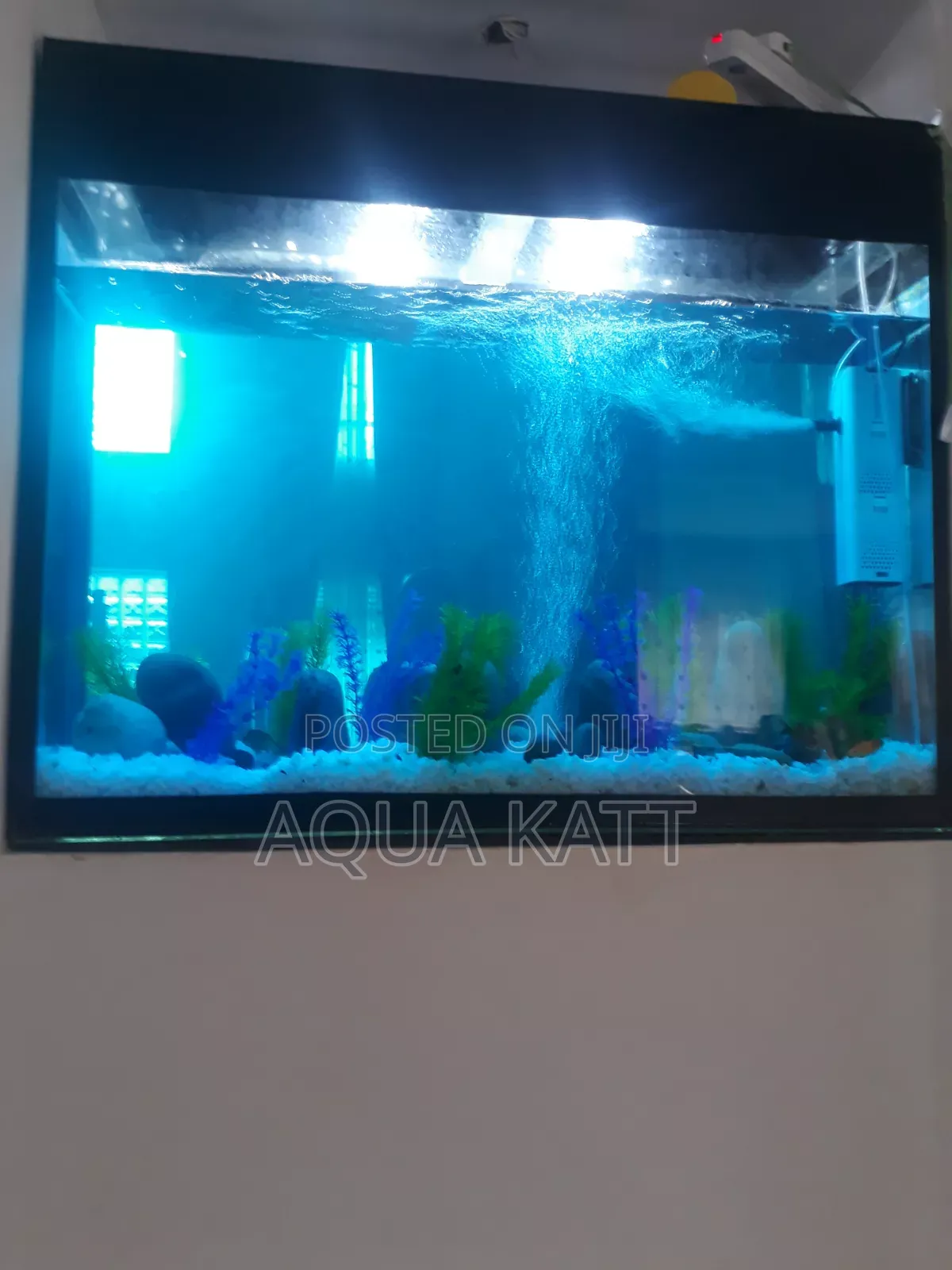Good Looking Aquarium
