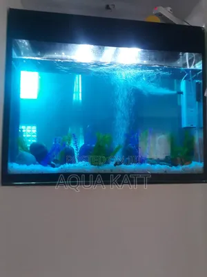 Good Looking Aquarium