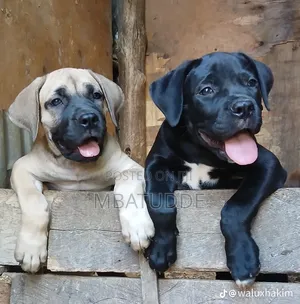 3-6 months Male Purebred Boerboel