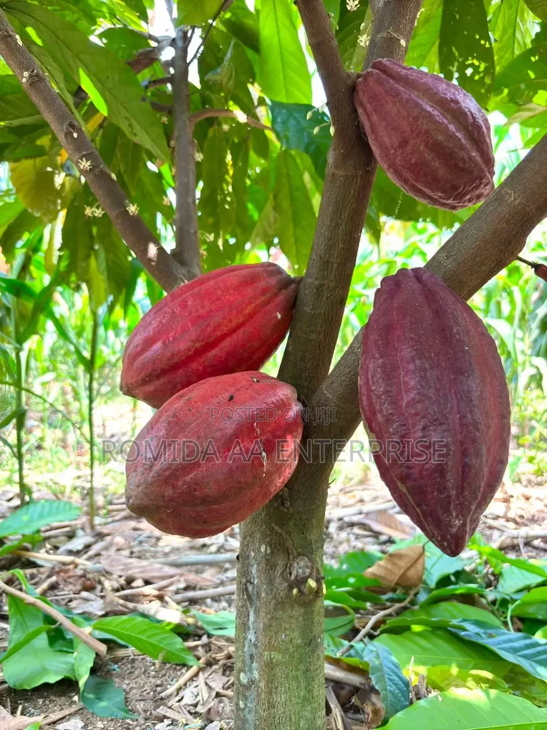 Best Cocoa Seedlings Variety