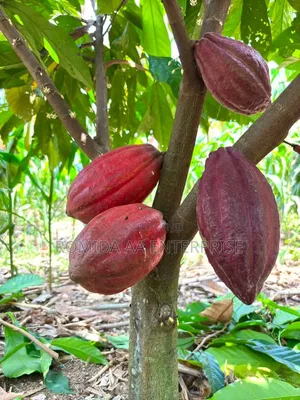 Best Cocoa Seedlings Variety