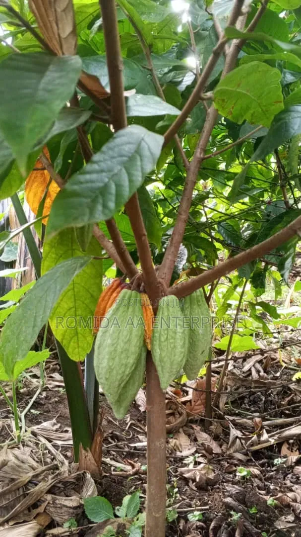 Best Cocoa Seedlings Variety
