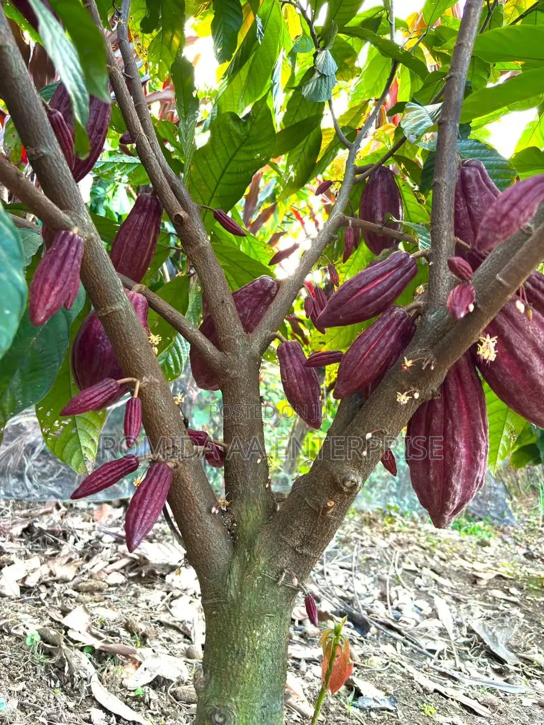 Best Cocoa Seedlings Variety
