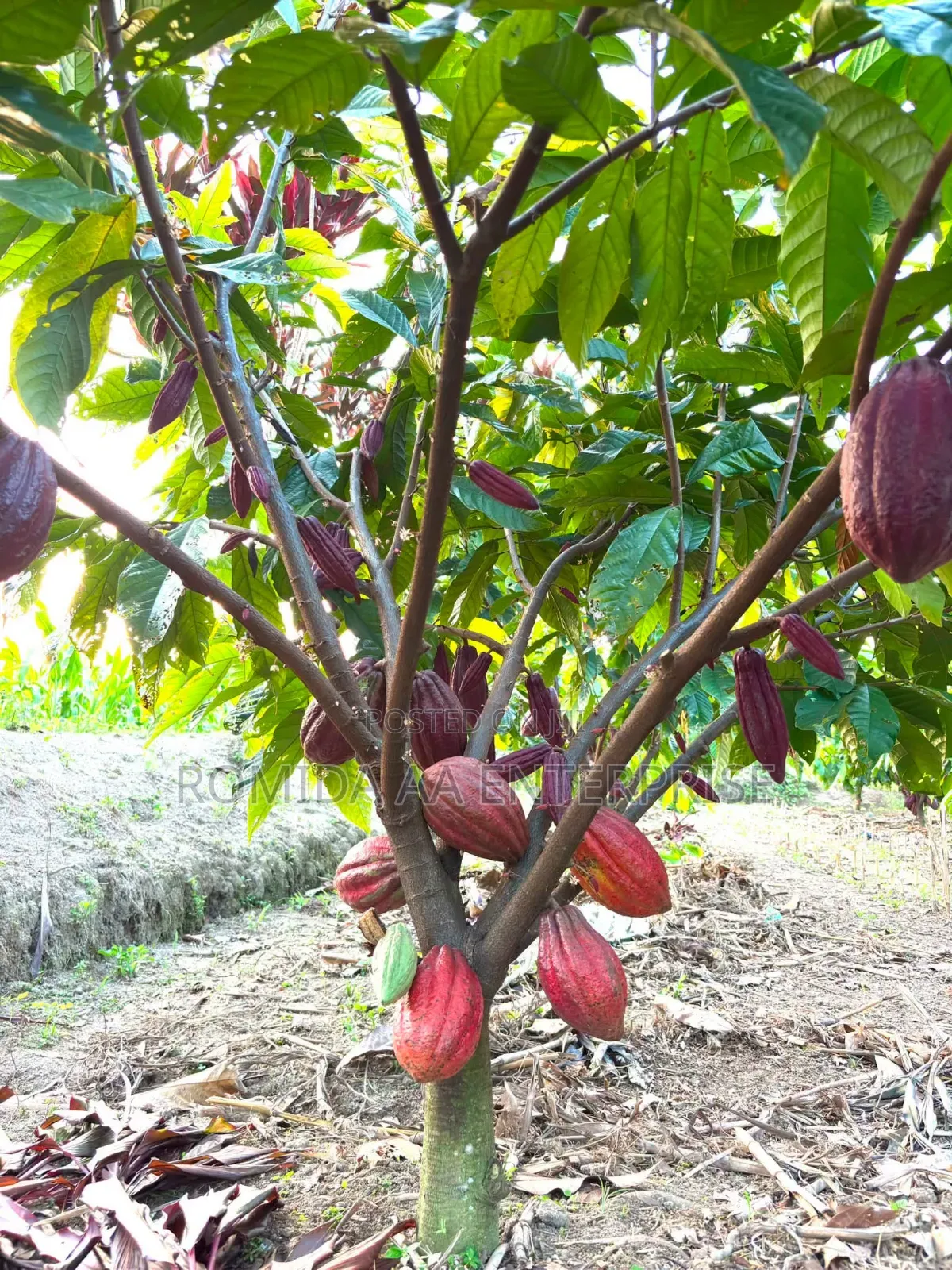 Best Cocoa Seedlings Variety