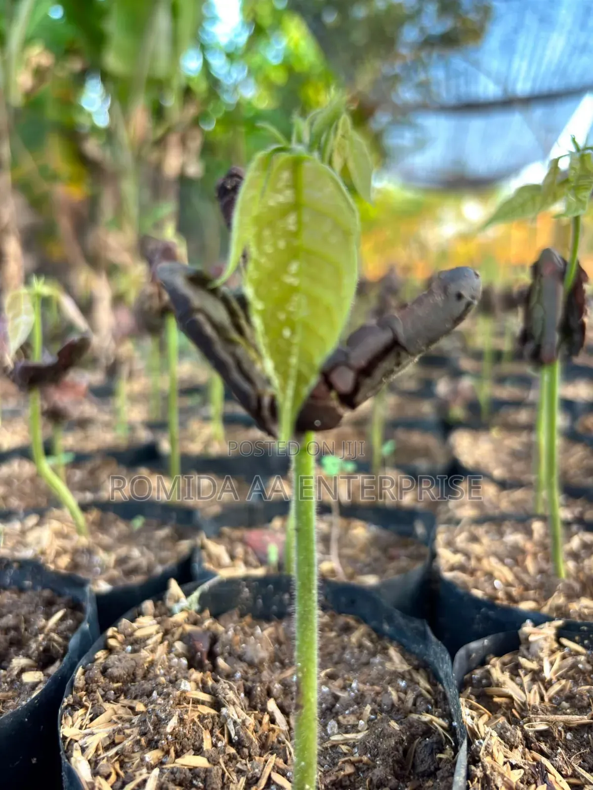 Best Cocoa Seedlings Variety