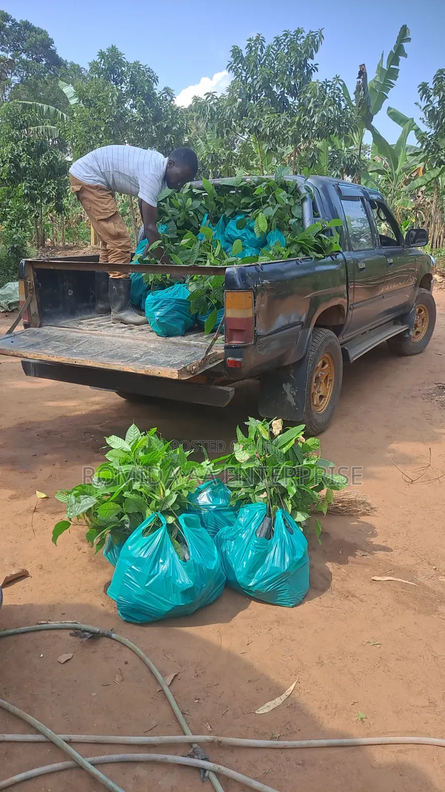 Best Cocoa Seedlings Variety