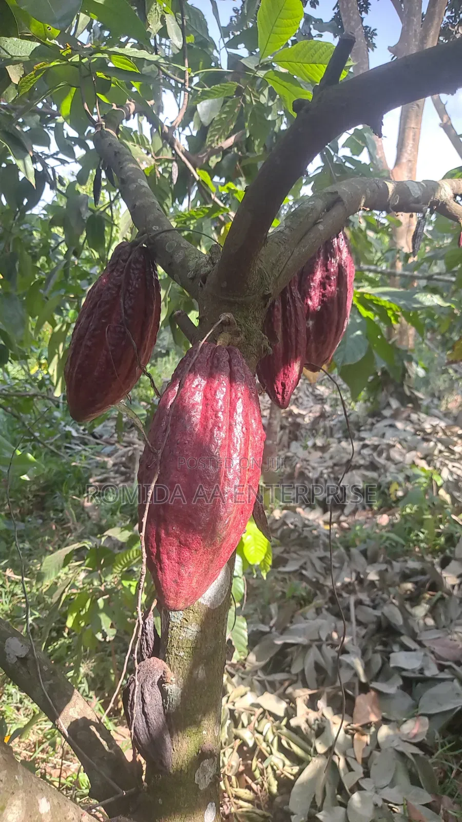 Best Cocoa Seedlings Variety