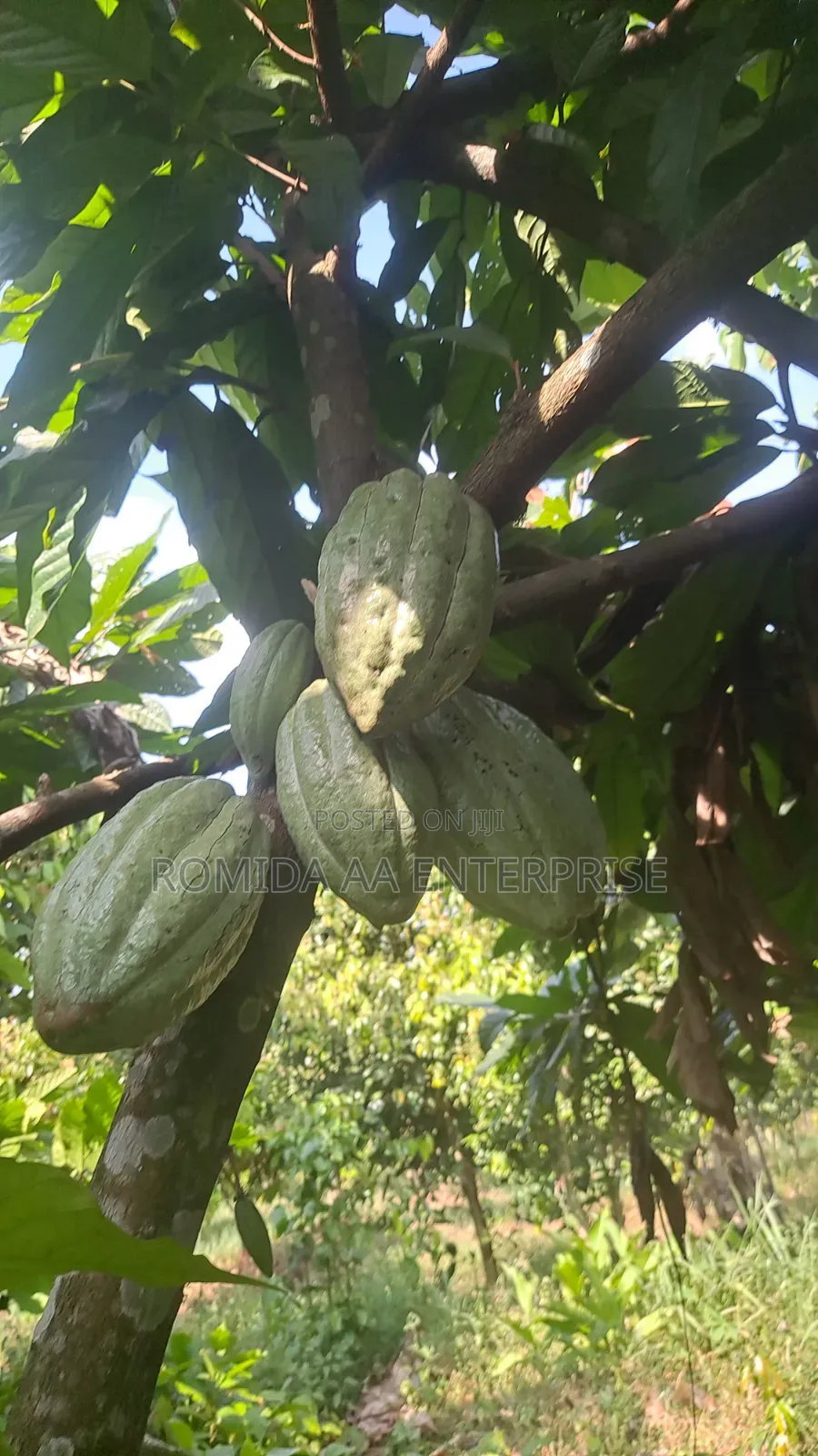 Best Cocoa Seedlings Variety