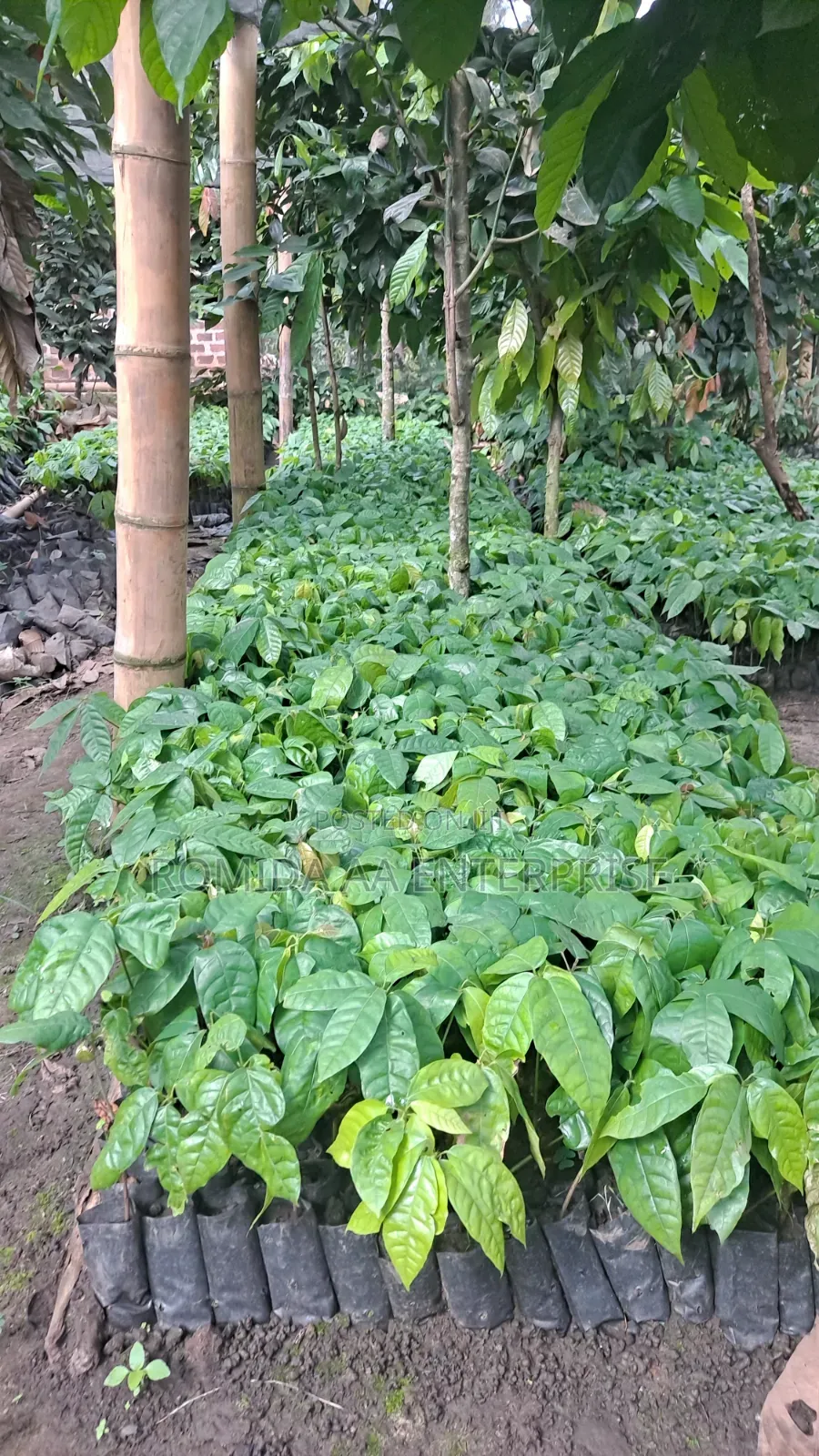 Best Cocoa Seedlings Variety