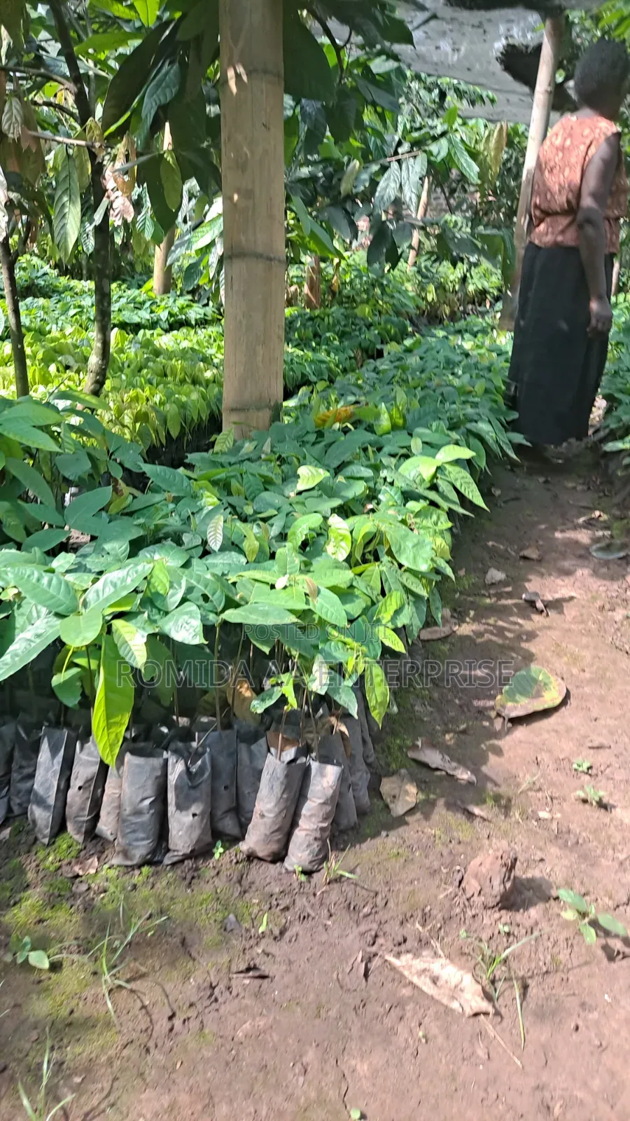 Best Cocoa Seedlings Variety