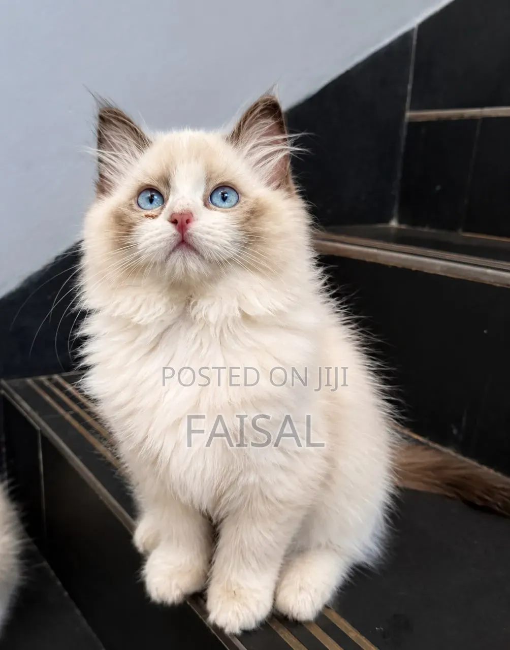0-1 month Male Purebred Ragdoll