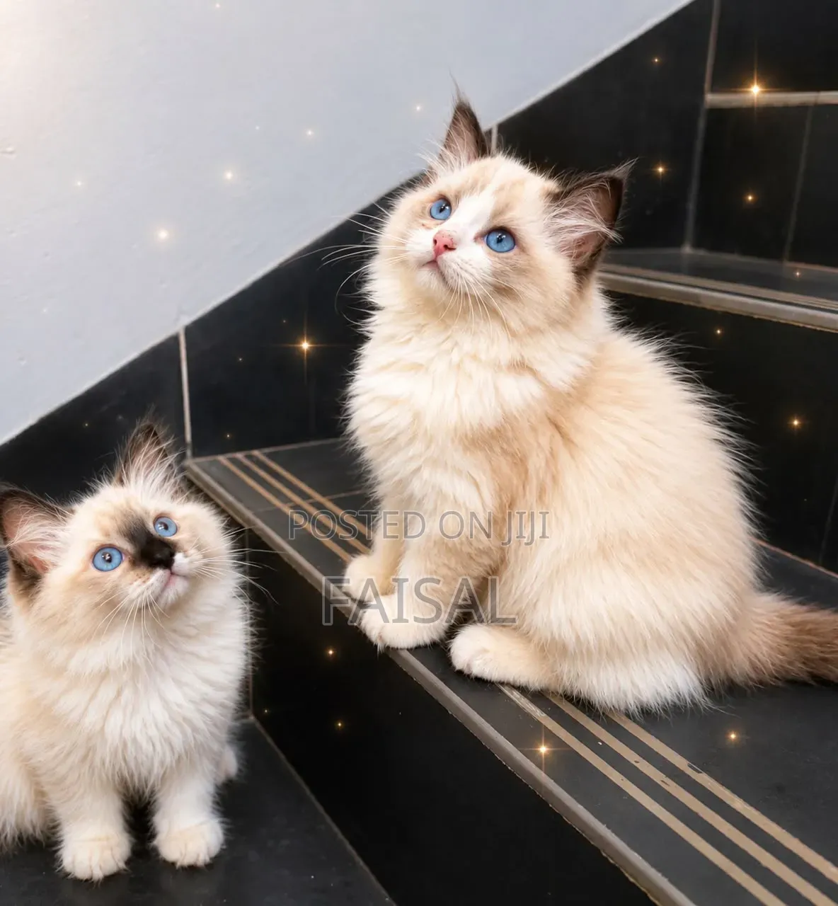 0-1 month Male Purebred Ragdoll