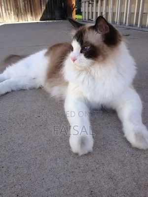 0-1 month Male Purebred Ragdoll