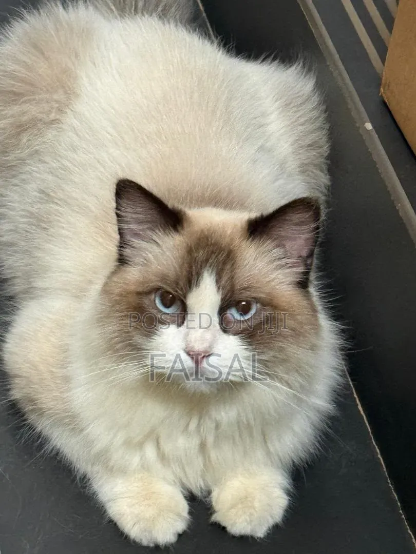 0-1 month Male Purebred Ragdoll
