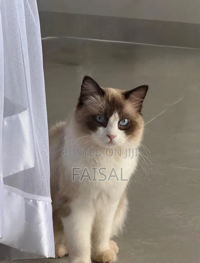 0-1 month Male Purebred Ragdoll