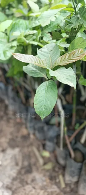 Grafted Coffee Seedlings