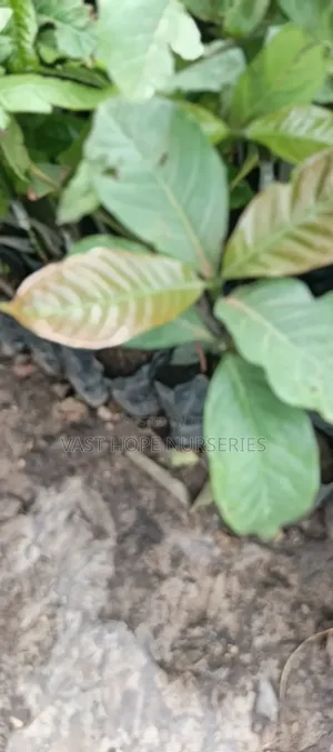 Grafted Coffee Seedlings