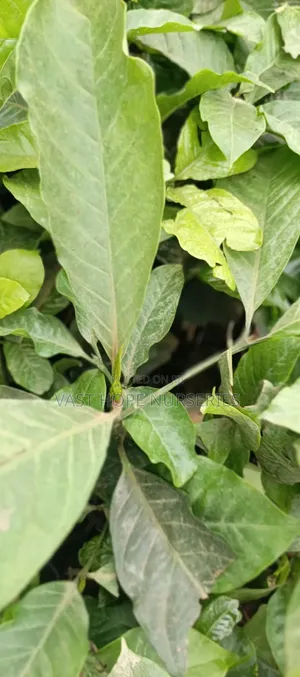 Grafted Coffee Seedlings