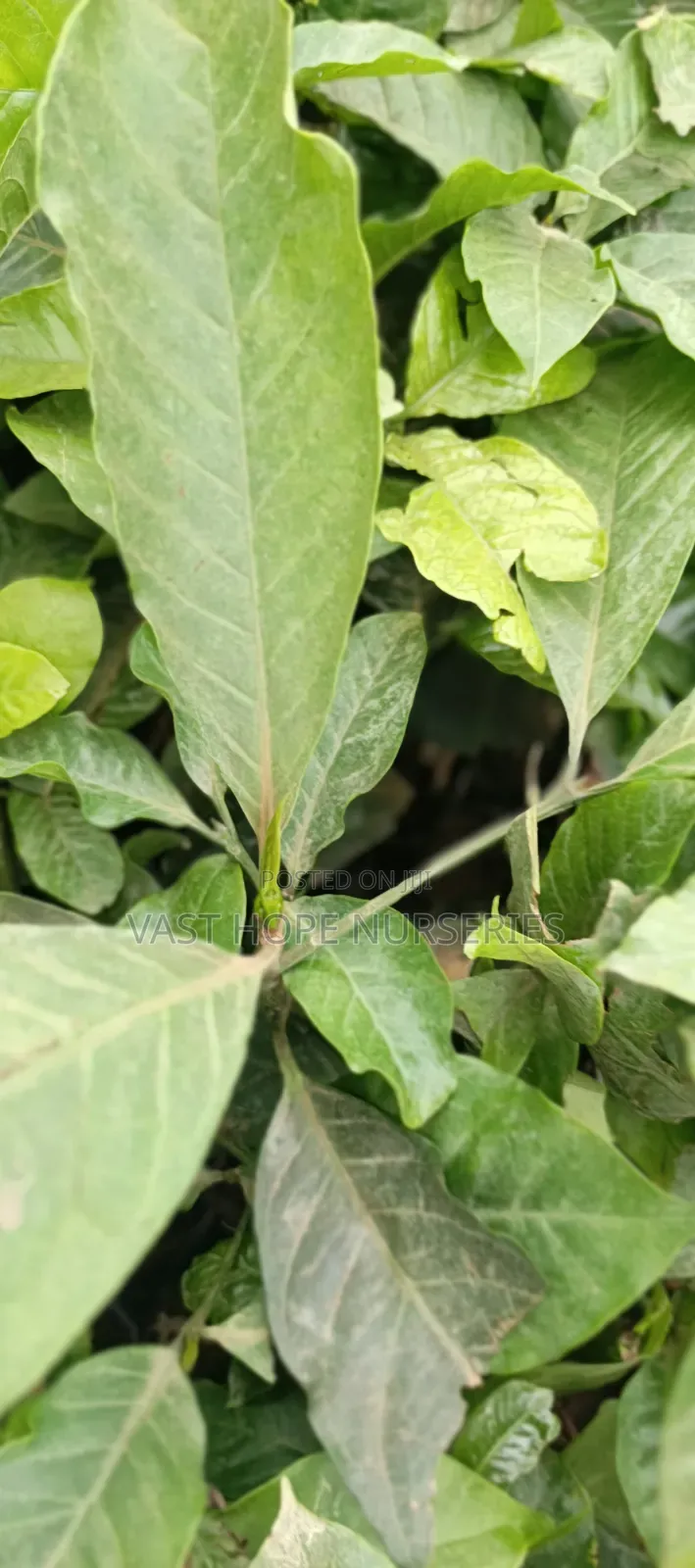 Grafted Coffee Seedlings