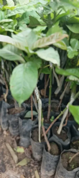 Grafted Coffee Seedlings