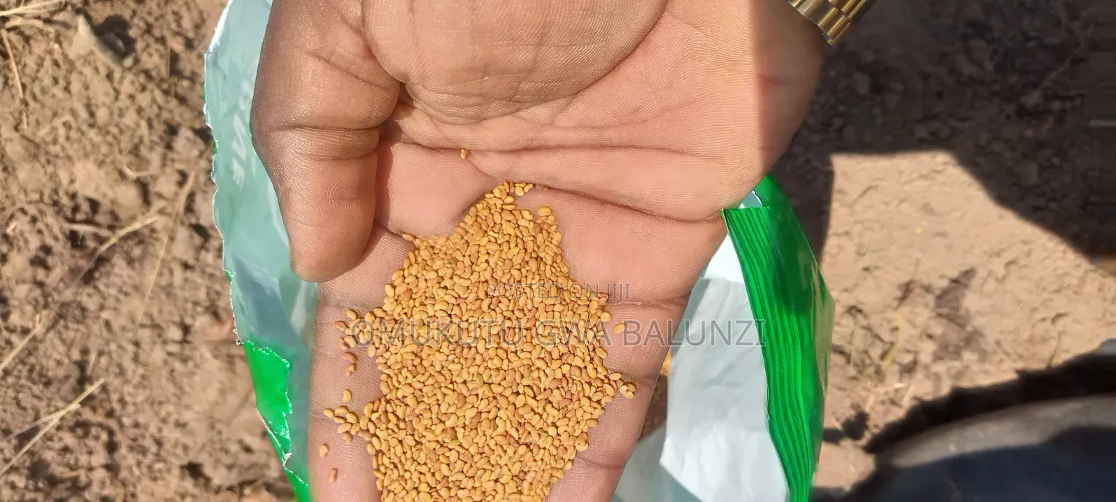 Alfalfa Seeds