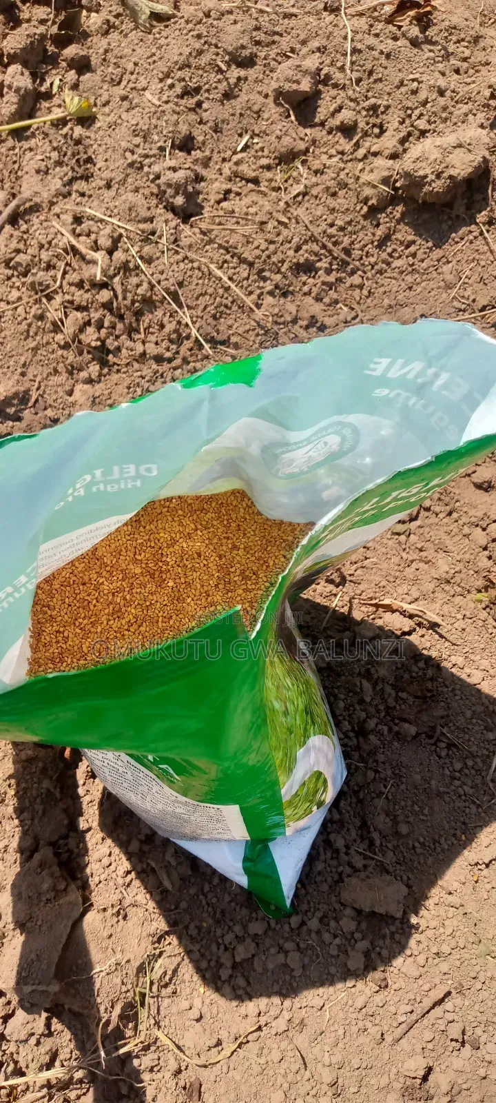 Alfalfa Seeds