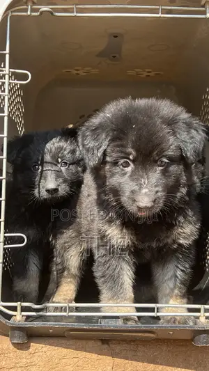1-3 months Female Purebred German Shepherd