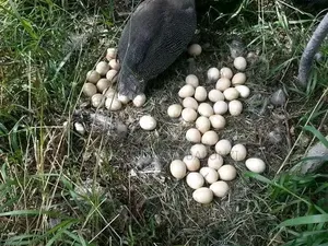 Guniea Fowls