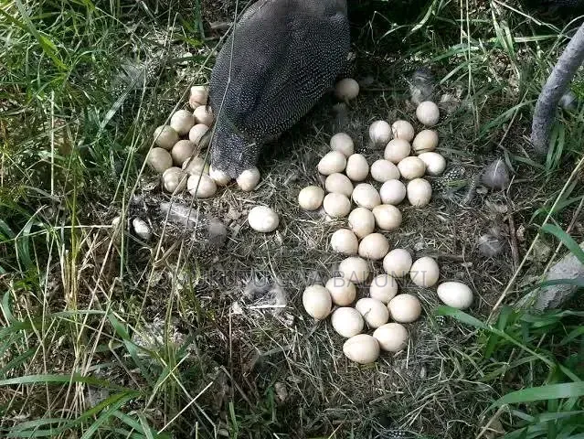 Guniea Fowls