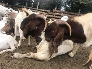Boer Goat for Sale