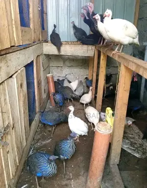 White Guniea Fowls