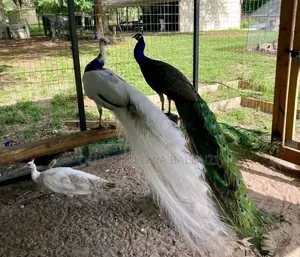 Peacock Birds